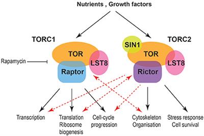 Frontiers the tor signaling pathway in spatial and temporal control